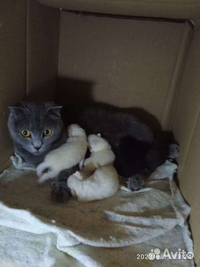 Отдам котят