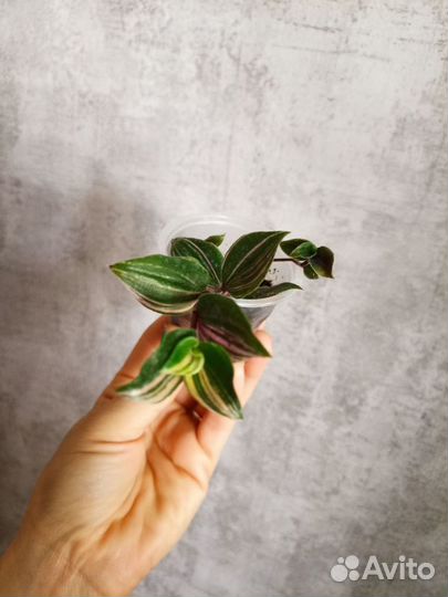 Традесканция триколор