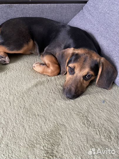 Отдам в добрые руки