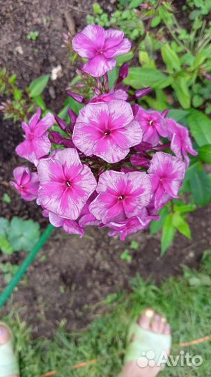 Флоксы сортовые
