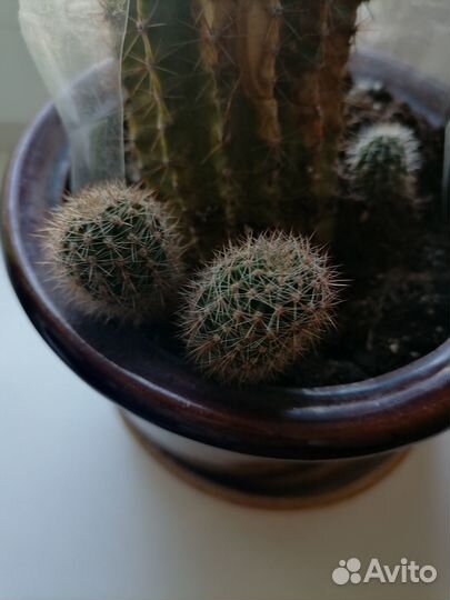Кактуса детки