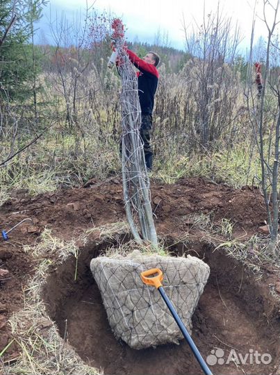 Рябина кустовая (крупномер)