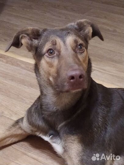 Красивая собака в добрые руки