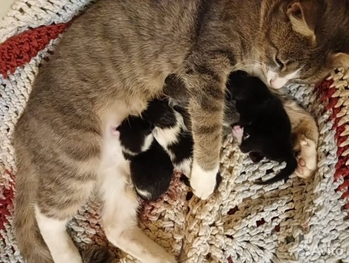 Котята в добрые руки
