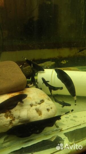 Черный нож рыбка. Apteronotus albifrons