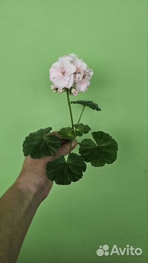 Пеларгония герань