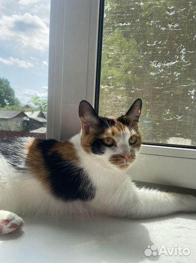 Кошка