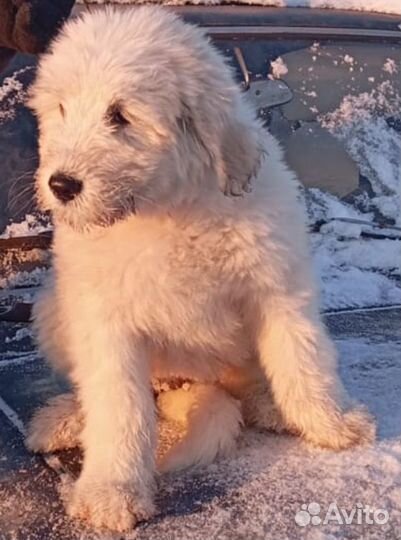 Щенки южнорусской овчарки с документами РКФ в плем