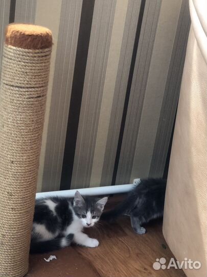 Котята 1,5месяца