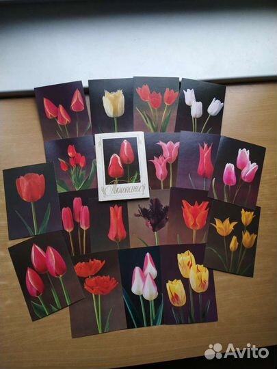 Собаки, кошки, цветы, природа