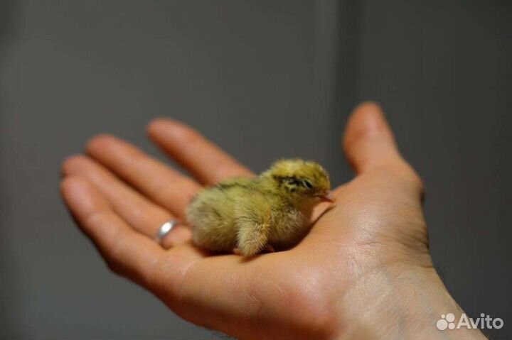 Перепел суточный