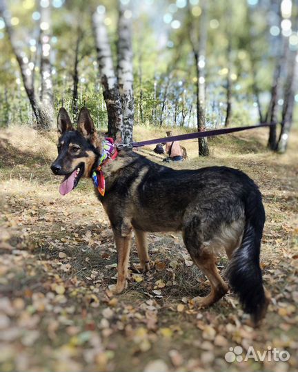 Не Чистокровный овчар ищет дом