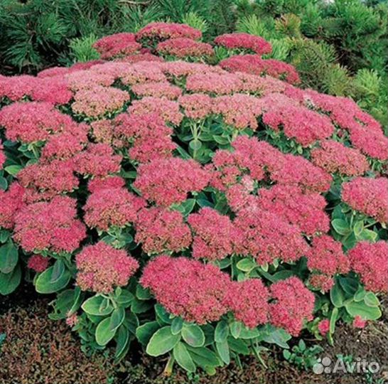 Очиток многолетнее растение