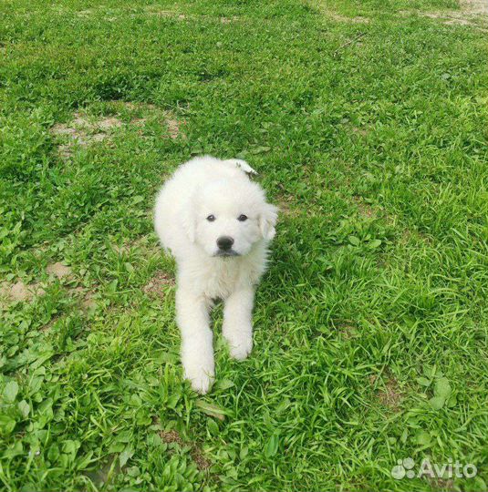 Охранная собака для семьи Пиренейская горная