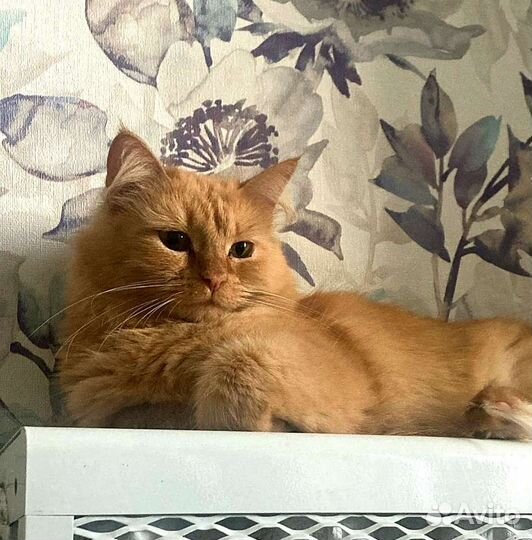 Кошечка Маруся