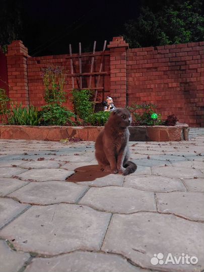 Британская вислоухая кошка