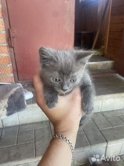 Котики в добрые руки