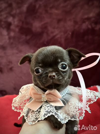 Щенки чихуахуа мини девочки
