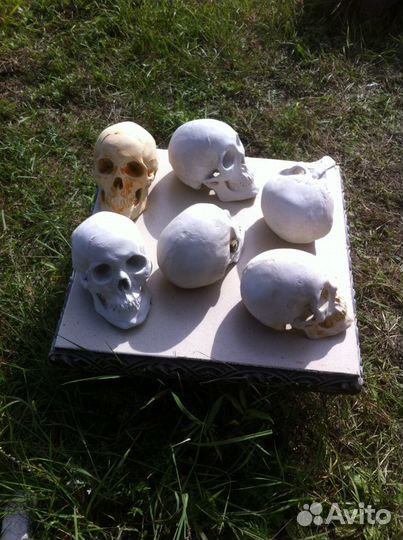 Череп гипсовый