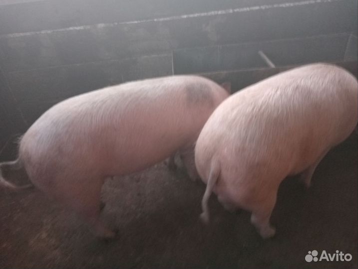 Опросные свинки