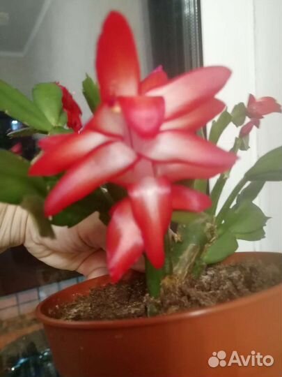 Декабристы (шлюмбергеры)