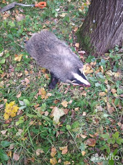 Барсучий жир (свежий)