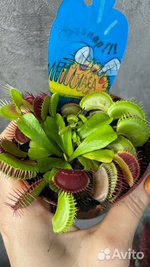 Дионея, непентес, растения хищники