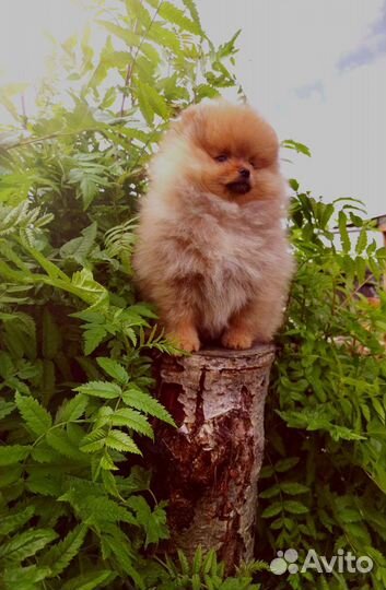 Mini (мини) щеночки померанского шпица