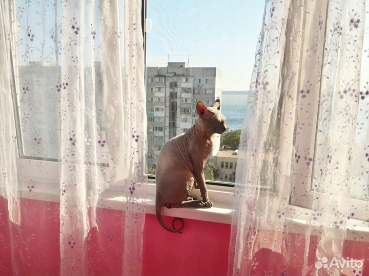 Вязка канадский сфинкс