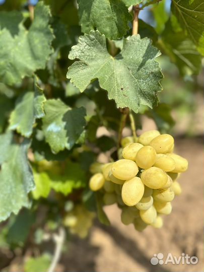 Виноград вкусный сладкий