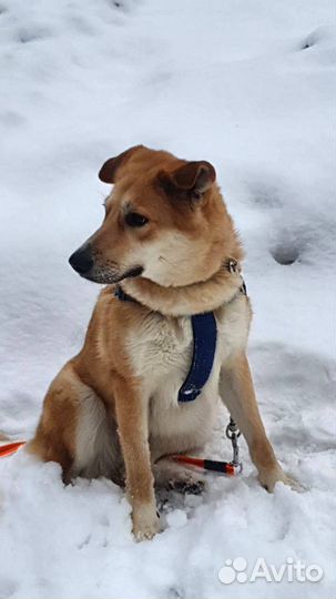 Собаки бесплатно