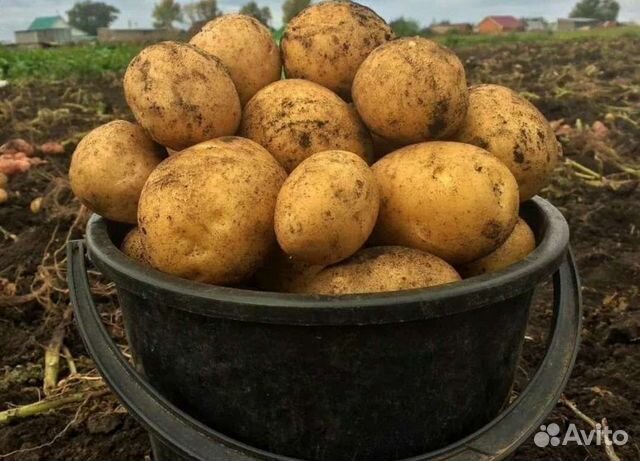 Картофель для хранения в зиму. доставка бесплатно
