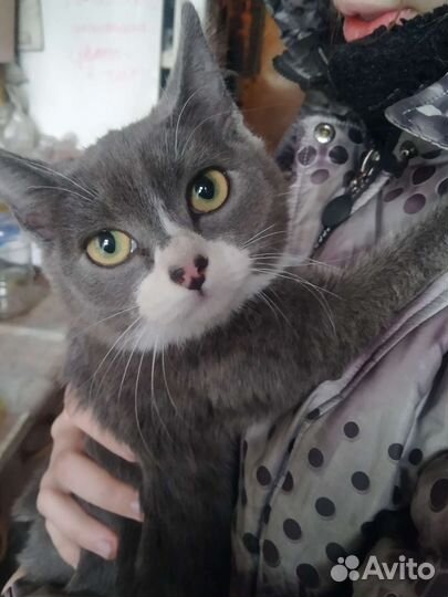 Кошка, мама - помесь Норвежской лесной