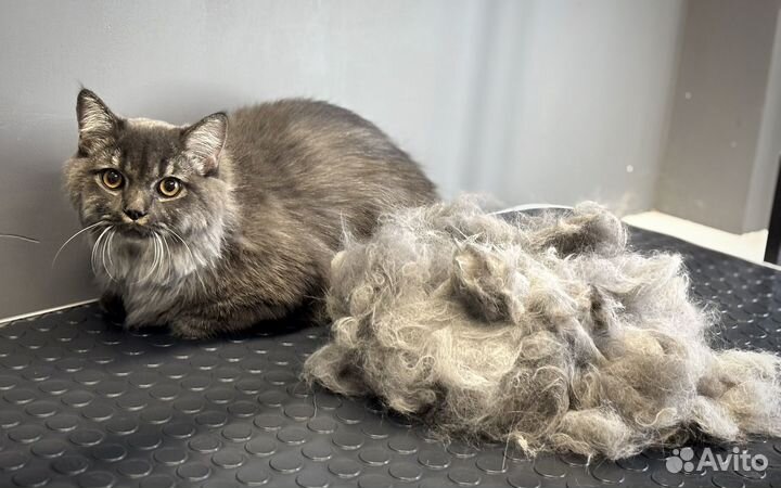 Грумминг собак и кошек