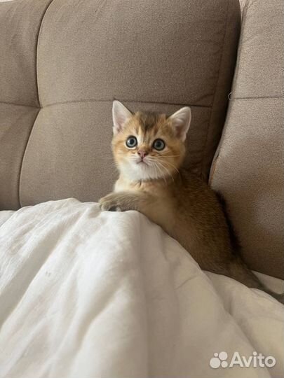 Шотландские котята