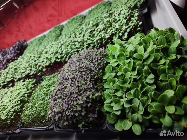 Микрозелень в Темрюке и Темрюкском районе