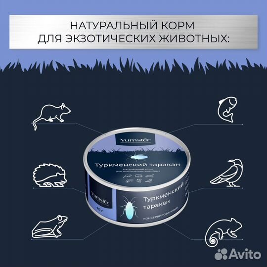 Таракан туркменский, сверчок, зофобас, мучной черв