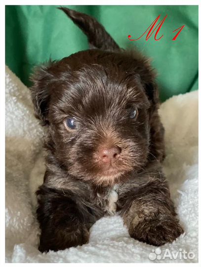 Собаки щенки