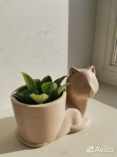 Фиалка в керамическом кашпо