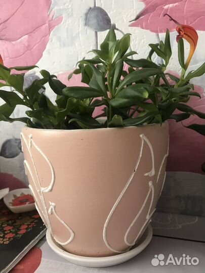 Эсхинантус жар птица