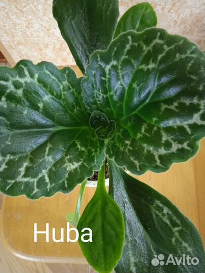 Хирита(примулина)