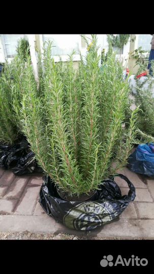 Розмарин большие кустики