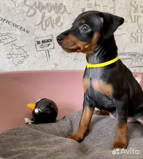 Цвергпинчер