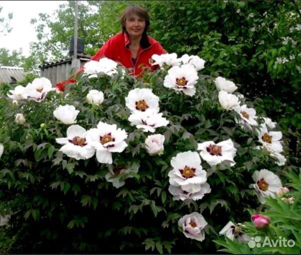 Пионовидные пионы