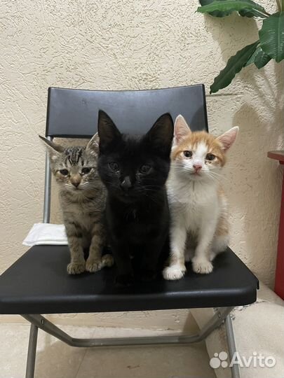 Котята в добрые руки