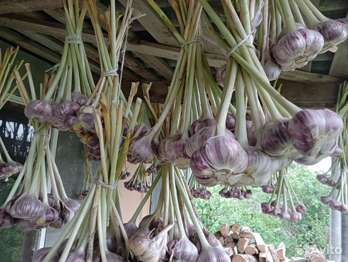 Чеснок