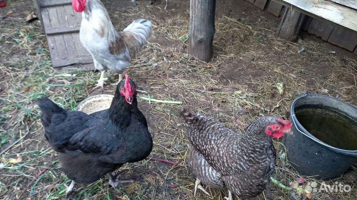Куры несушки Доминант