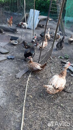 Утки,индо утки