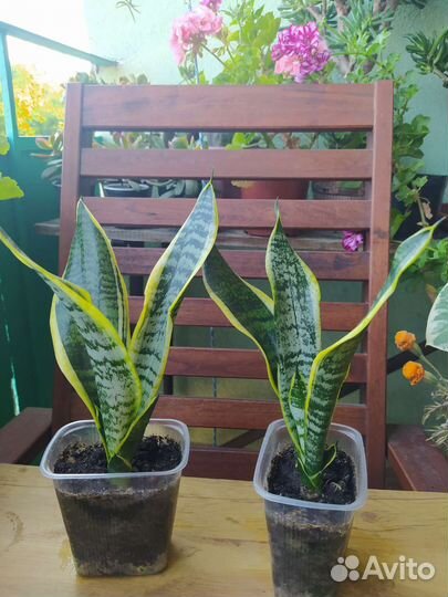 Сансевиерия Футура Суперба