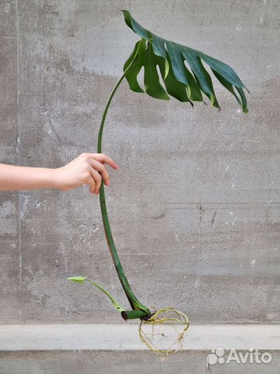 Монстера деликатесная